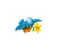 bluebird wi yellow flower.jpg (4551 bytes)