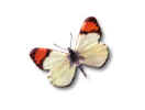 butterfly5 sig.jpg (8779 bytes)