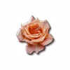 rose pinkpeach blossom sig.jpg (14899 bytes)